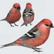 Pine Grosbeak